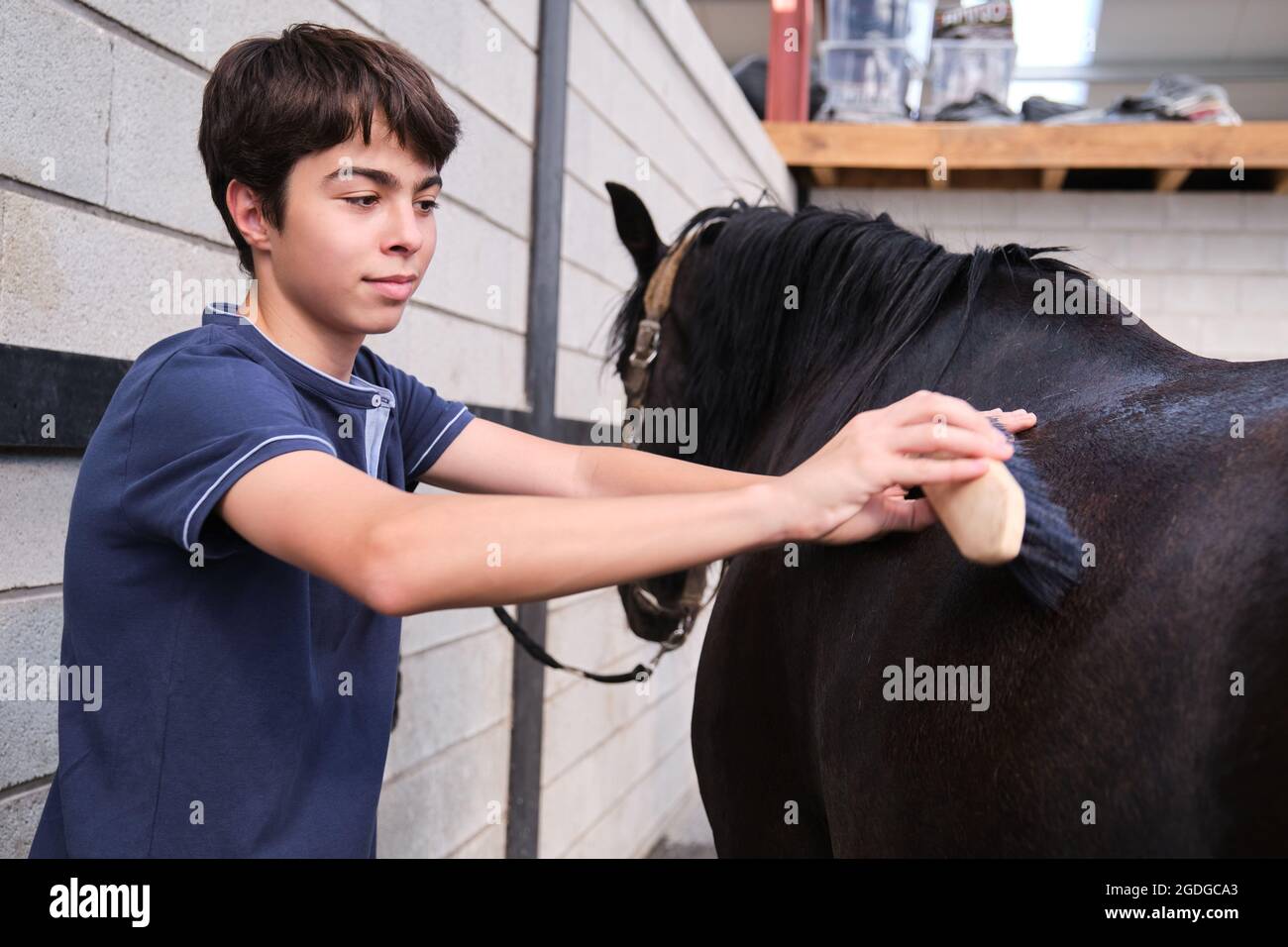 Teenager boy smiling while brushing a horse in a stable. Stock Photo