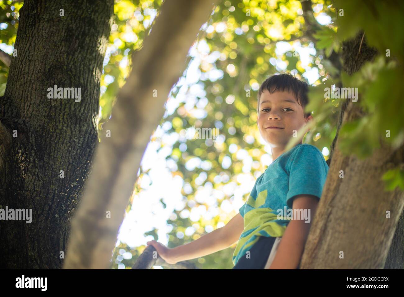 Boy climbing a tree with green leaves around him Stock Photo Alamy