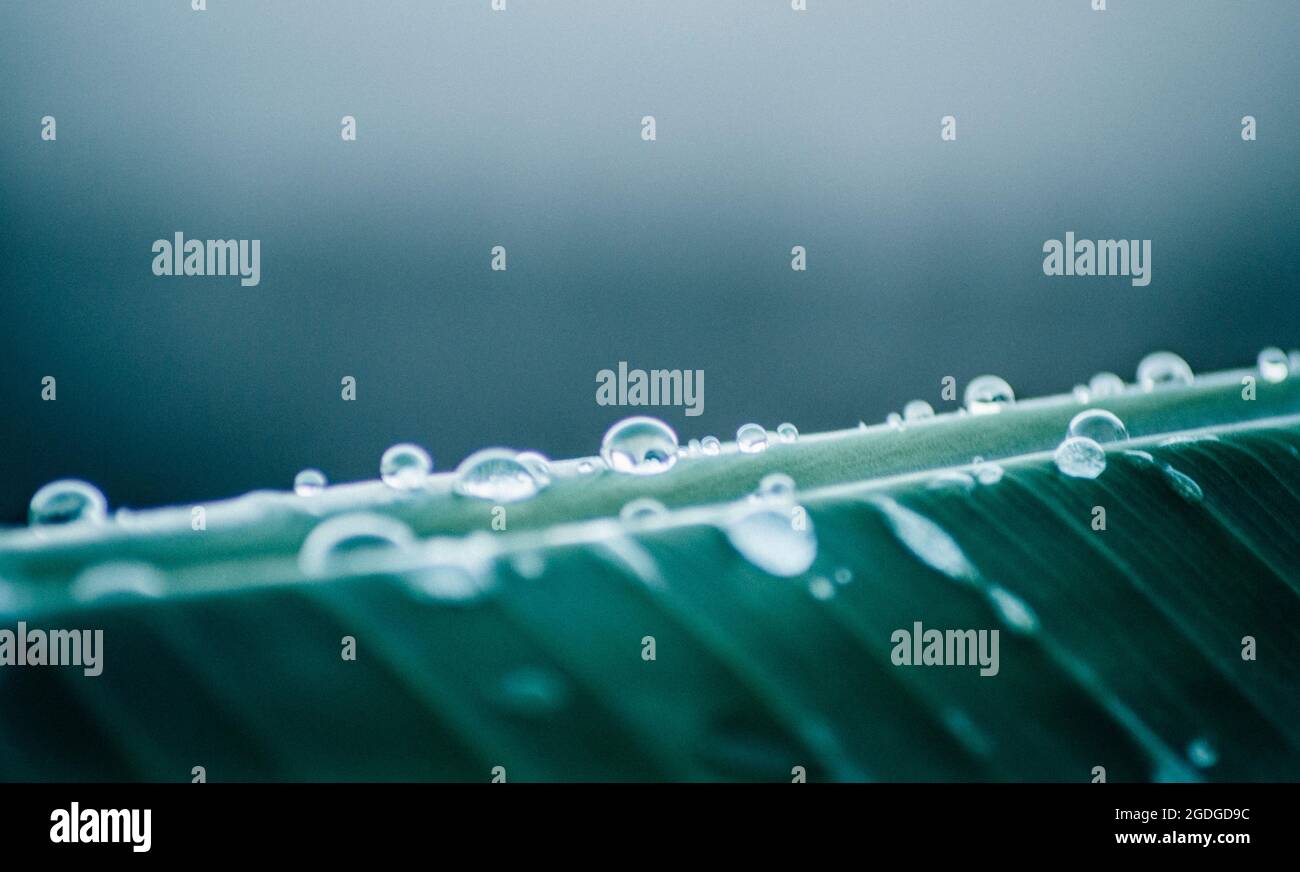 Close-up of rain drops on leaves Stock Photo