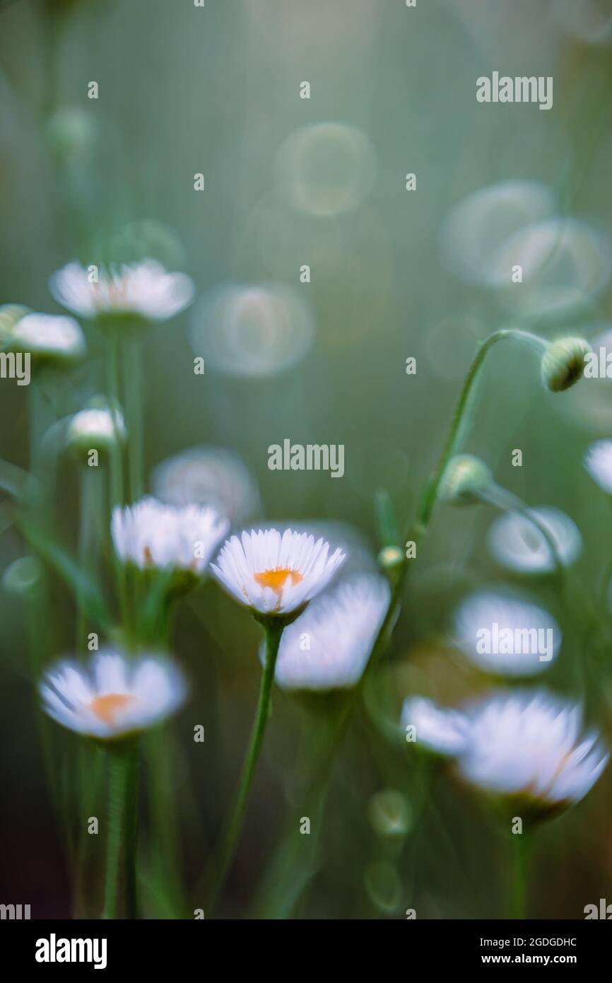 Wild white daisies blooming in a forest Stock Photo
