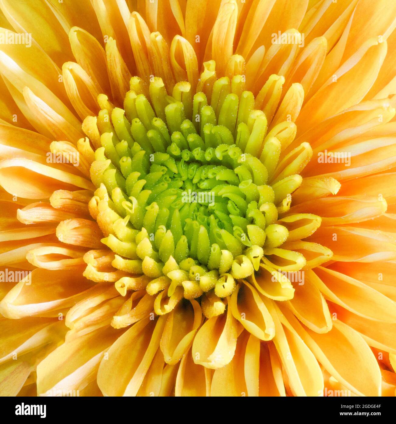 Orange chrysanthemum hi-res stock photography and images - Alamy