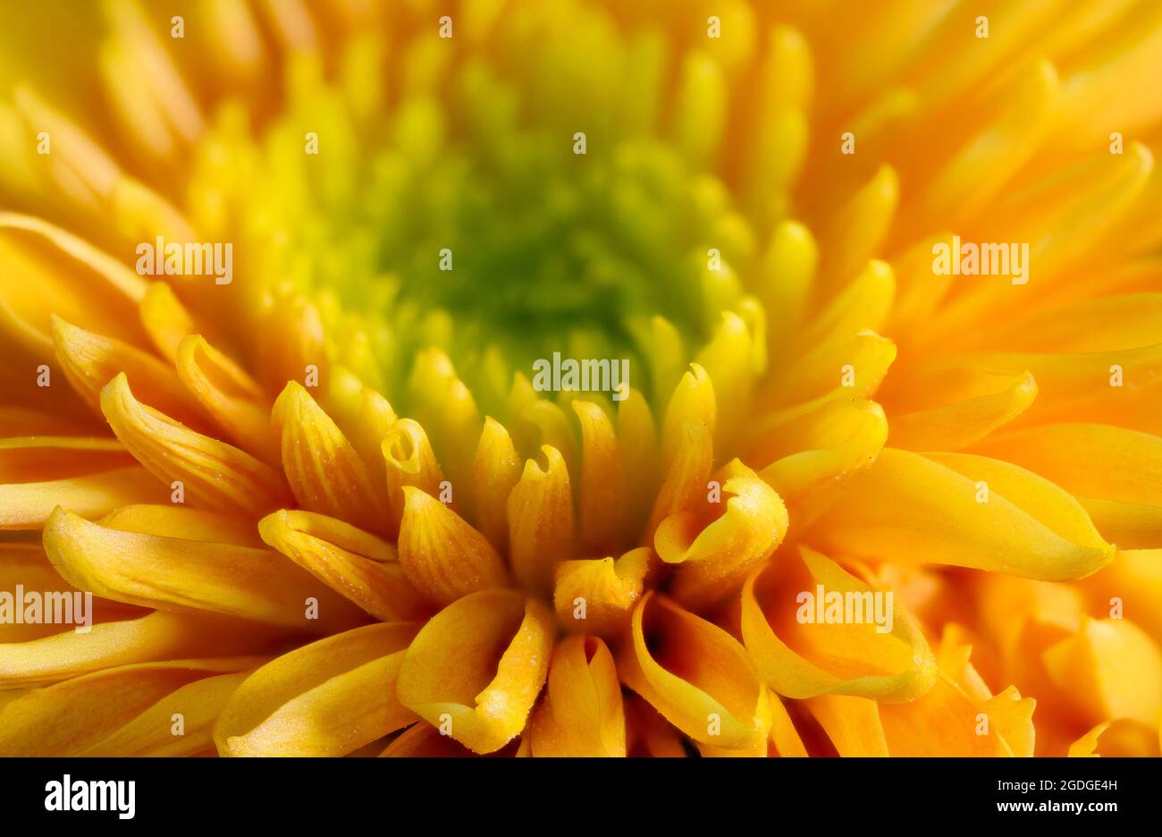 Orange chrysanthemum flowers hi-res stock photography and images - Alamy