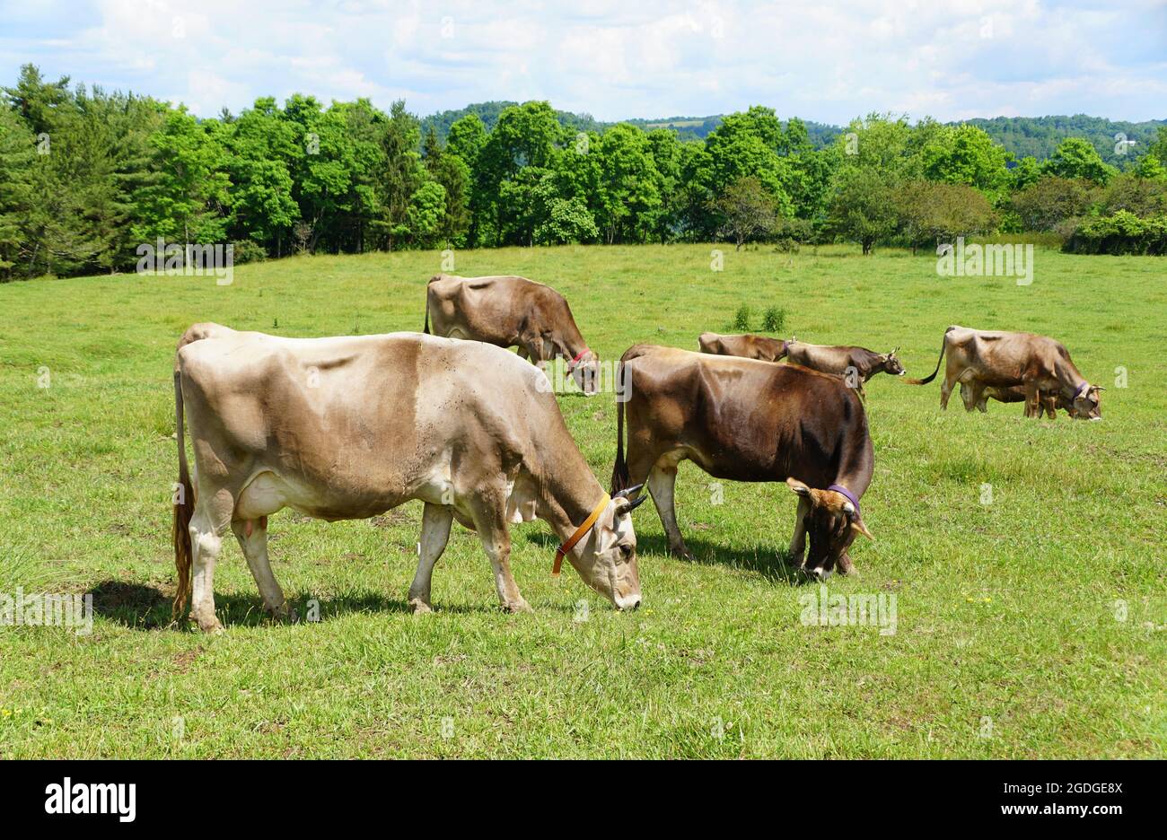 A herd of brown cows eating grass on the field in the summer Stock ...