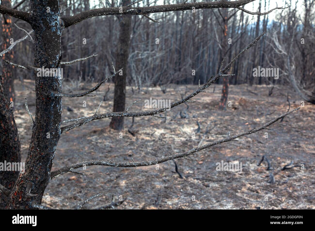 Burned forest in Attica, Greece, after the bushfires at Parnitha Mount and the districts of Varympompi and Tatoi, in early August 2021. Stock Photo