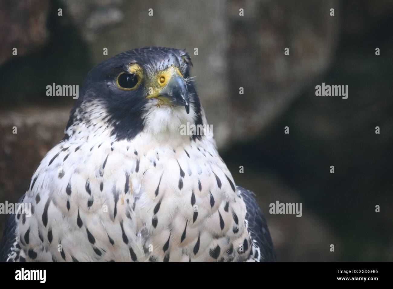 Wanderfalke / Peregrine falcon / Falco peregrinus Stock Photo