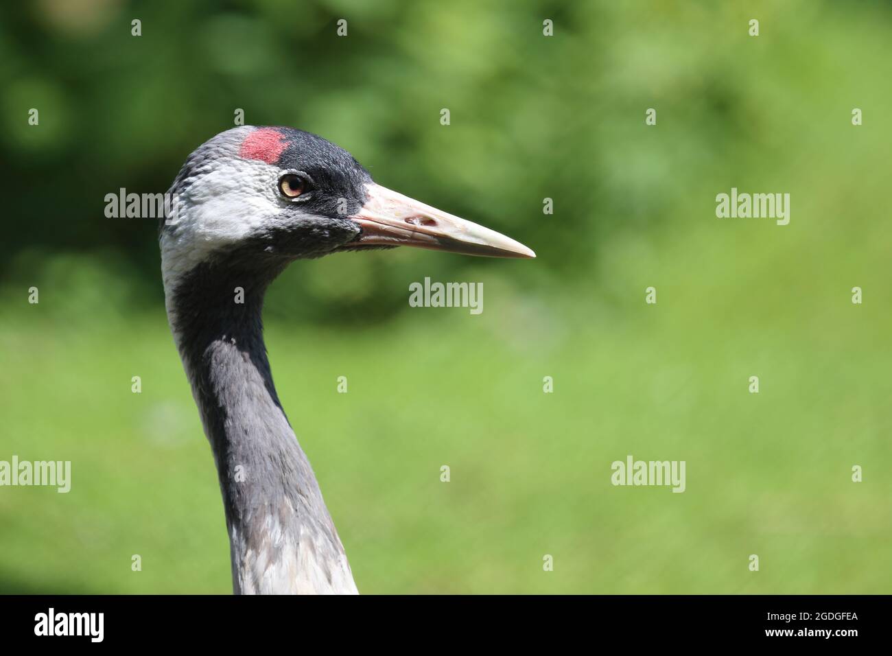 Grauer Kranich / Common crane / Grus grus Stock Photo