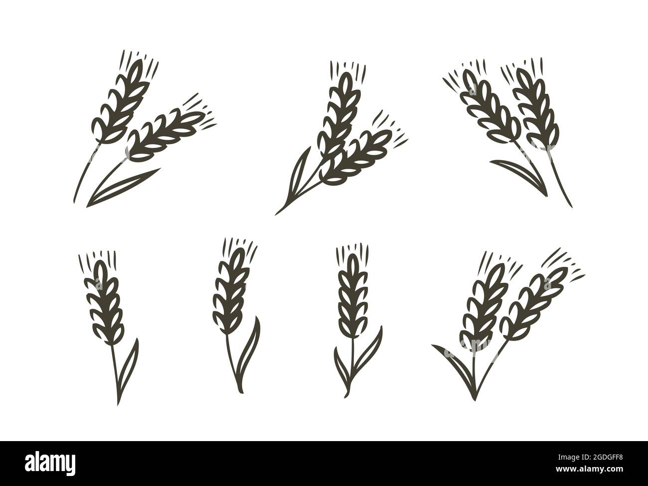 Ears of wheat icon. Barley or rye symbol. Food concept vector ...