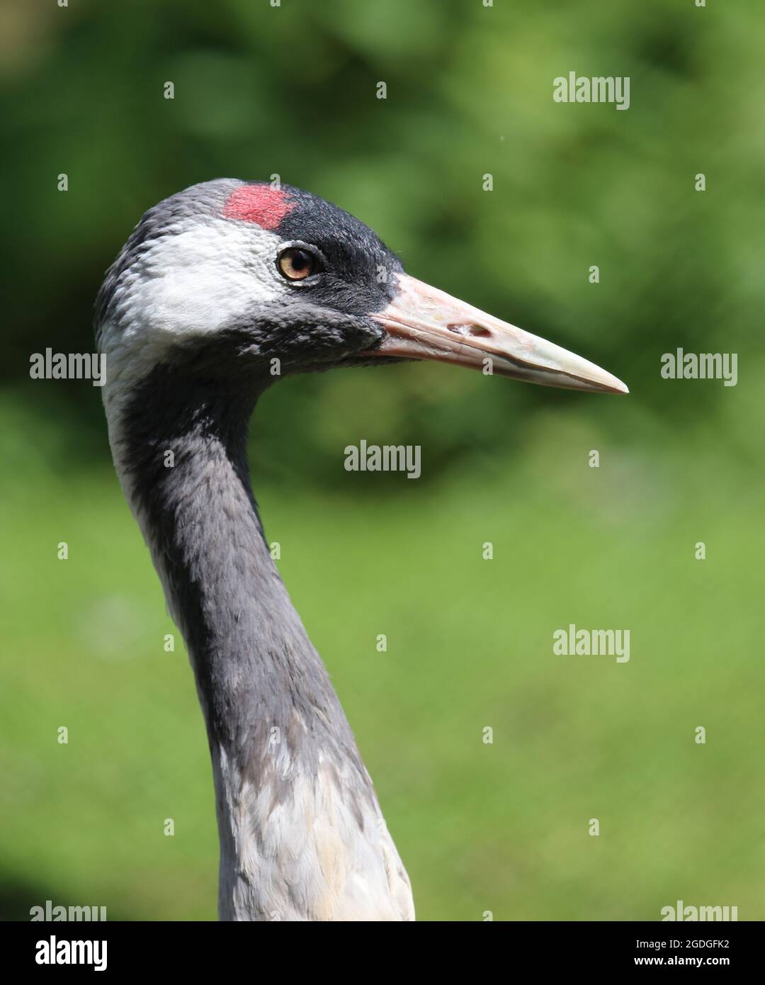 Grauer Kranich / Common crane / Grus grus Stock Photo