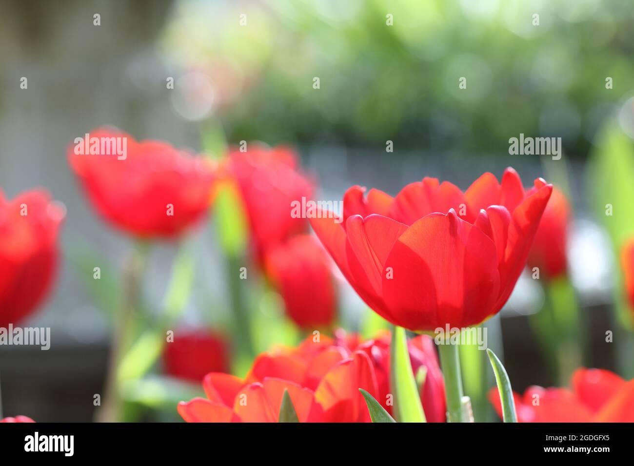 colorful tulips in close up Stock Photo - Alamy