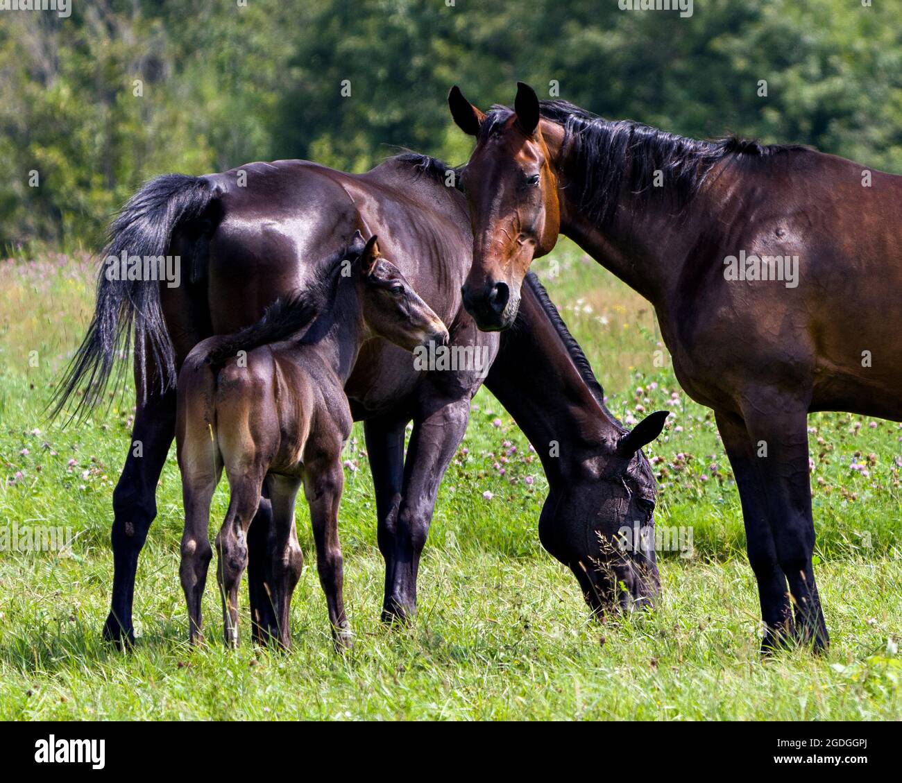 Horse family with young baby foal grazing in the green pasture with wildflowers and blur green background in the meadow pasture field. Stock Photo