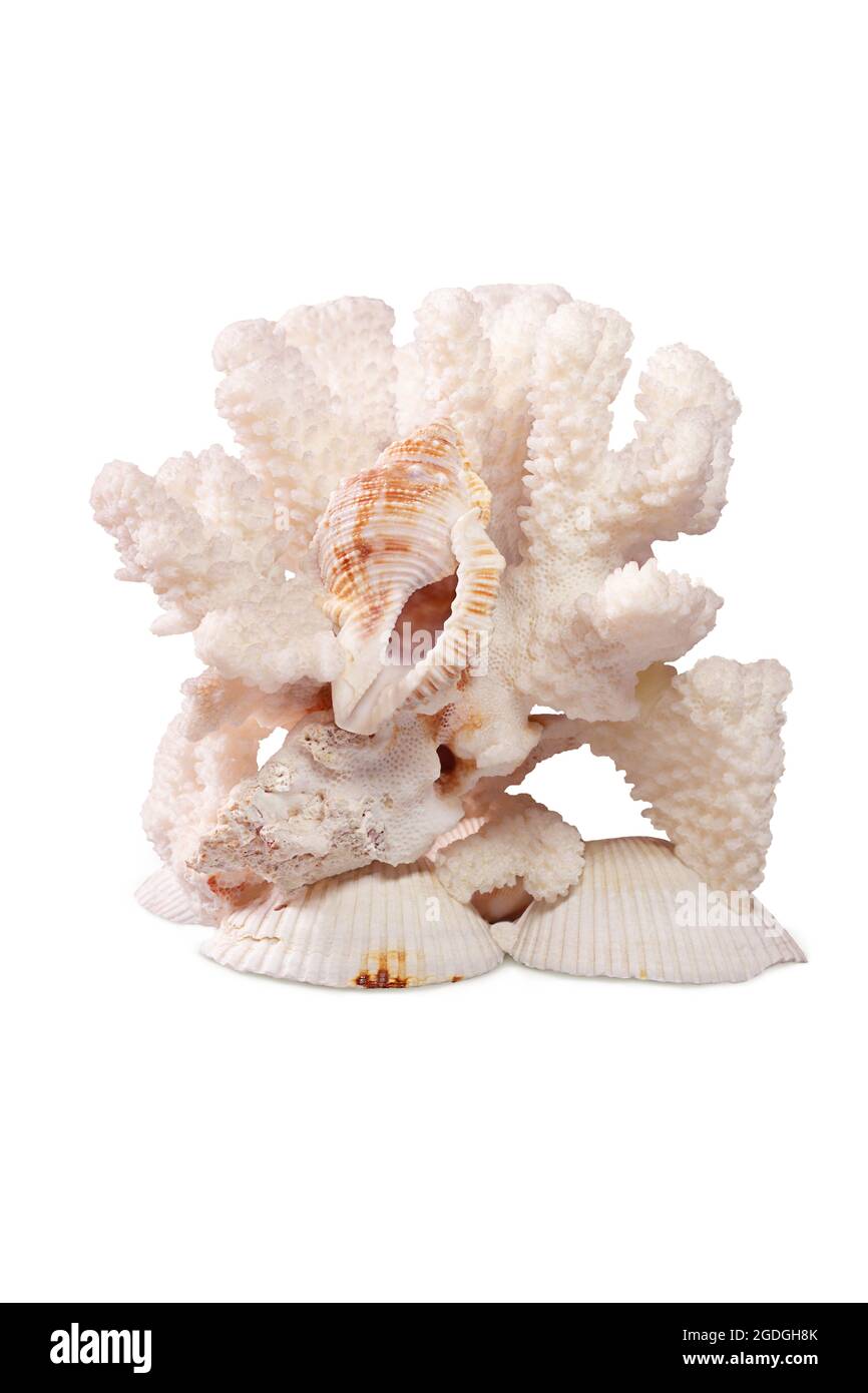 White coral with sea shell on clam scallop on white background. Isolated Stock Photo