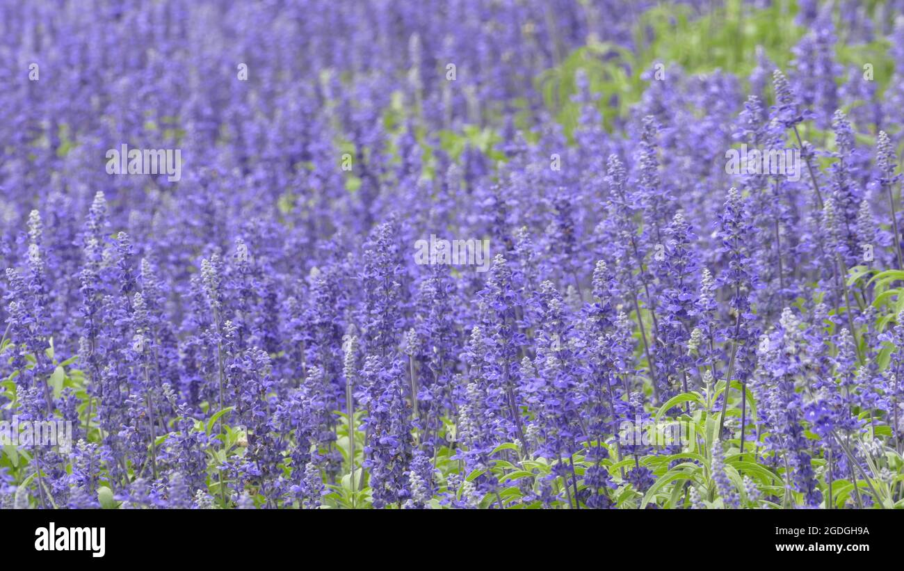 The Purple landscape with lavender flowers on a farm, small field with lavender Stock Photo