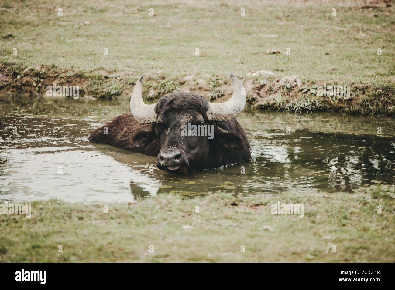 Wild water buffalo (Bubalus bubalis arnee) Stock Photo