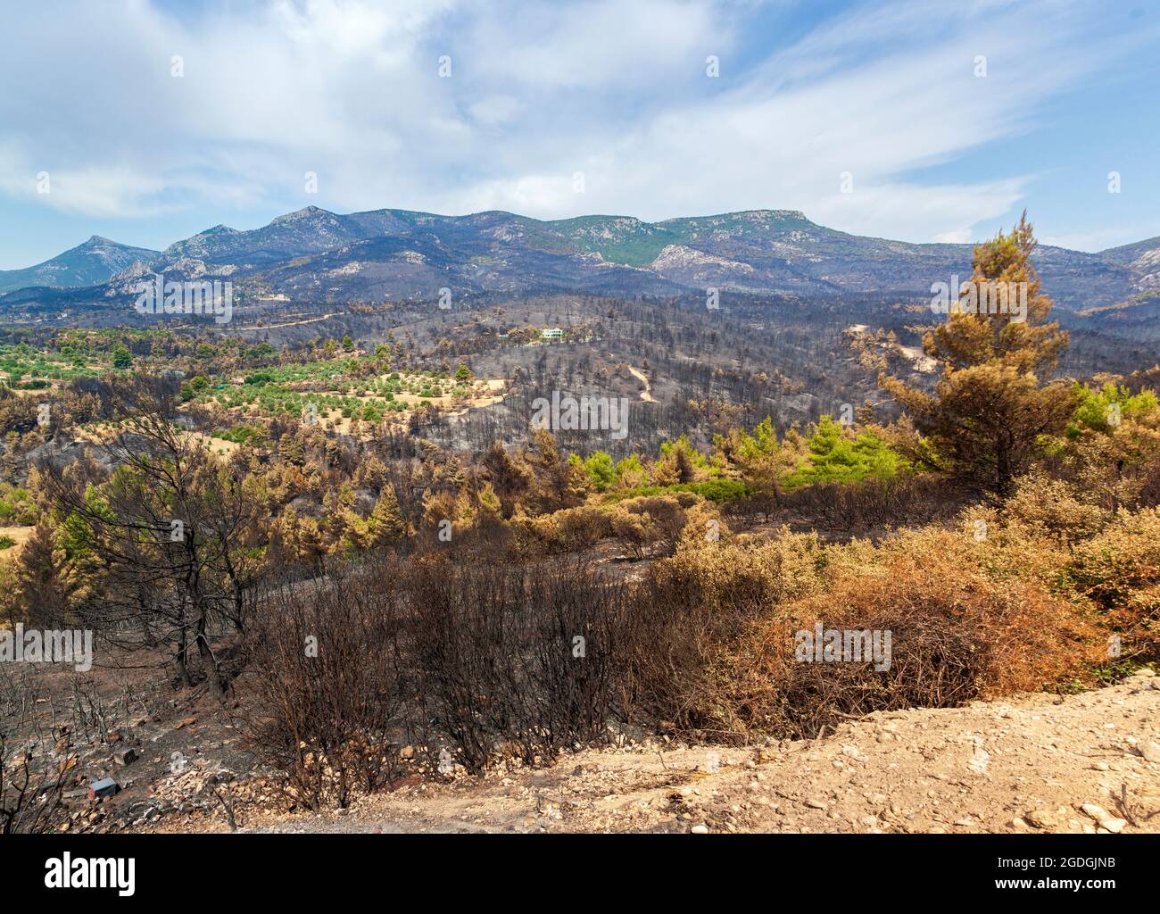 Mount Parnitha, in Attica region, Greece, after the bushfire that destroyed large part of its forests and woods. Stock Photo