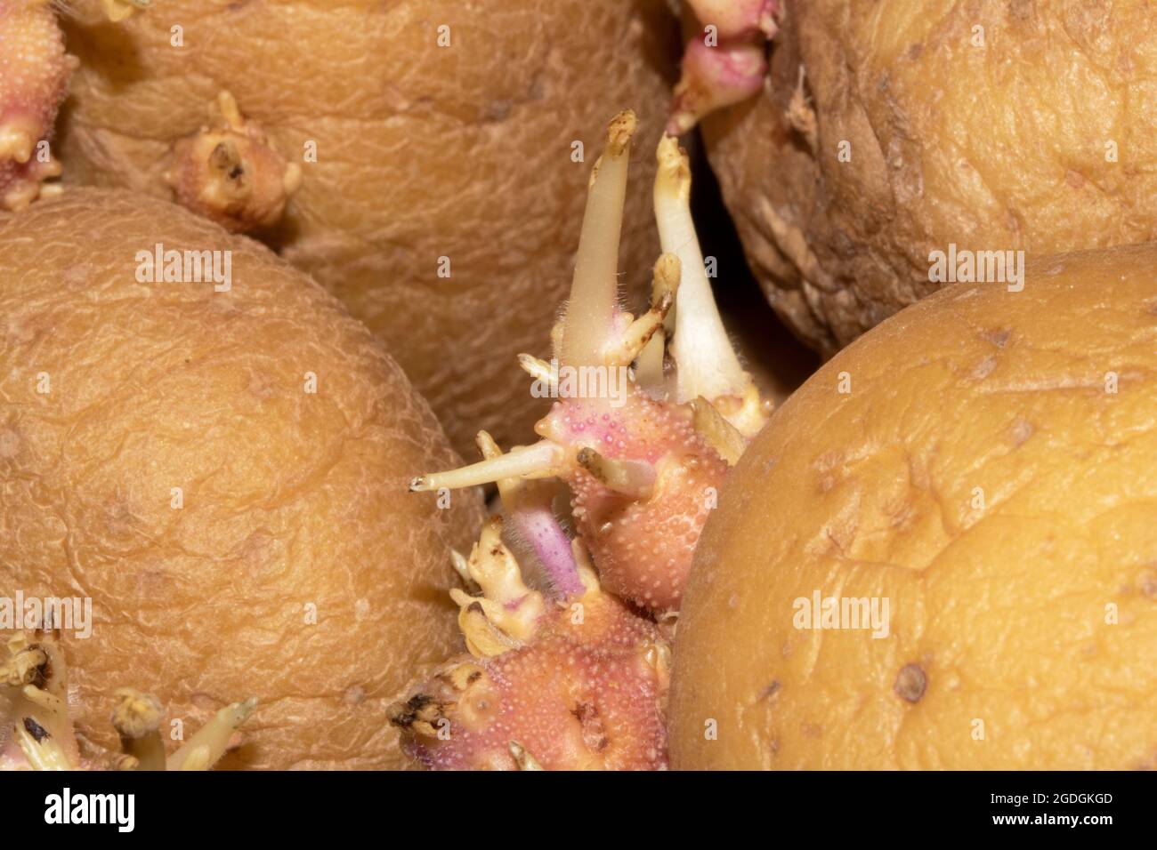Potato Sprouting Roots Potatoes that Have Started Sprouting and Rooting Close Up Stock Photo ...