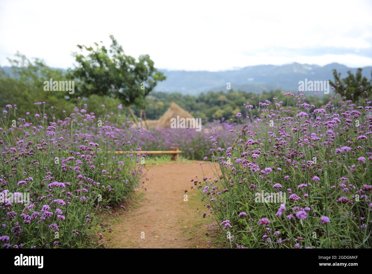 Mon Cham hill ridge with Verbena bonariensis flowers field  - Chiangmai,Thailand Stock Photo