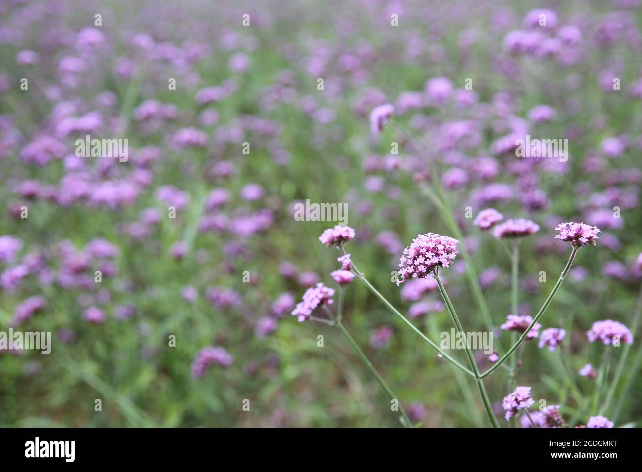 Verbena bonariensis flowers field Stock Photo