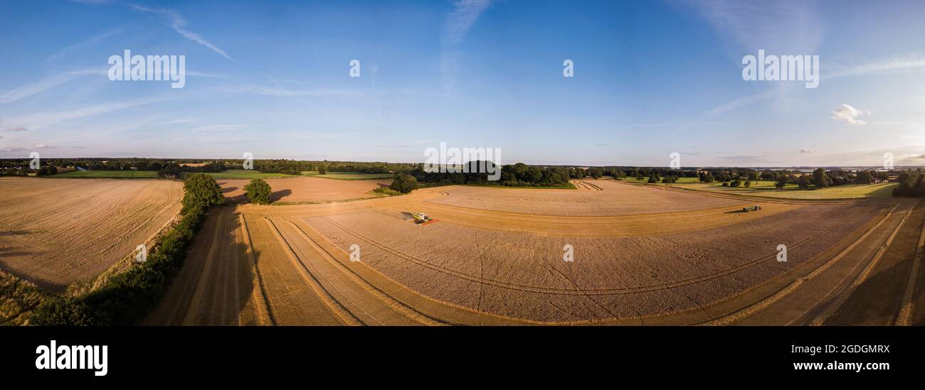 An aerial panoramic of the Suffolk countryside, a combine harvester is cutting and collecting grain while a tractor and trailer wait to collect the gr Stock Photo