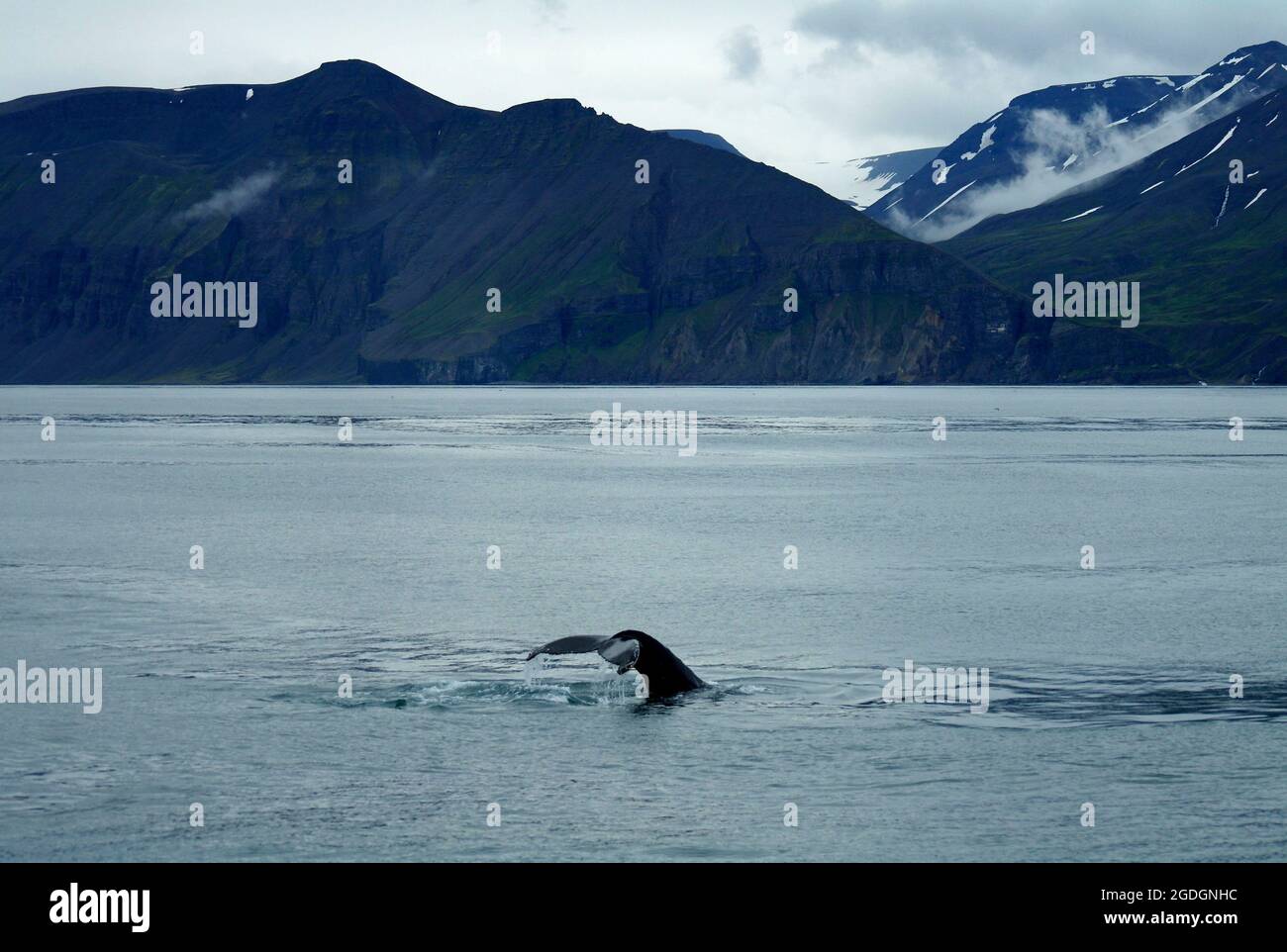 Humpback whale watching at Husavik Stock Photo