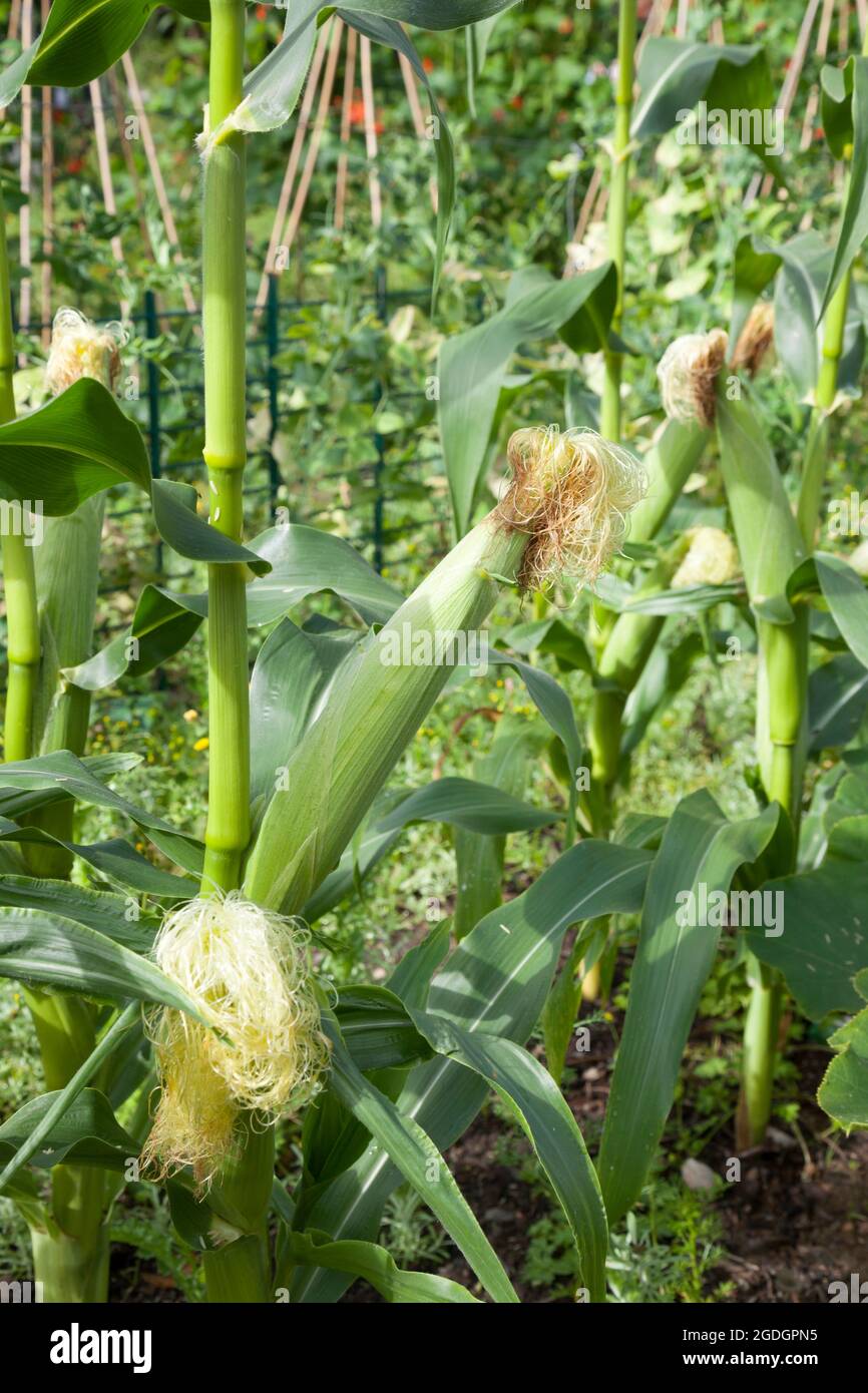 Sweetcorn Swift F7 in an allotment Stock Photo