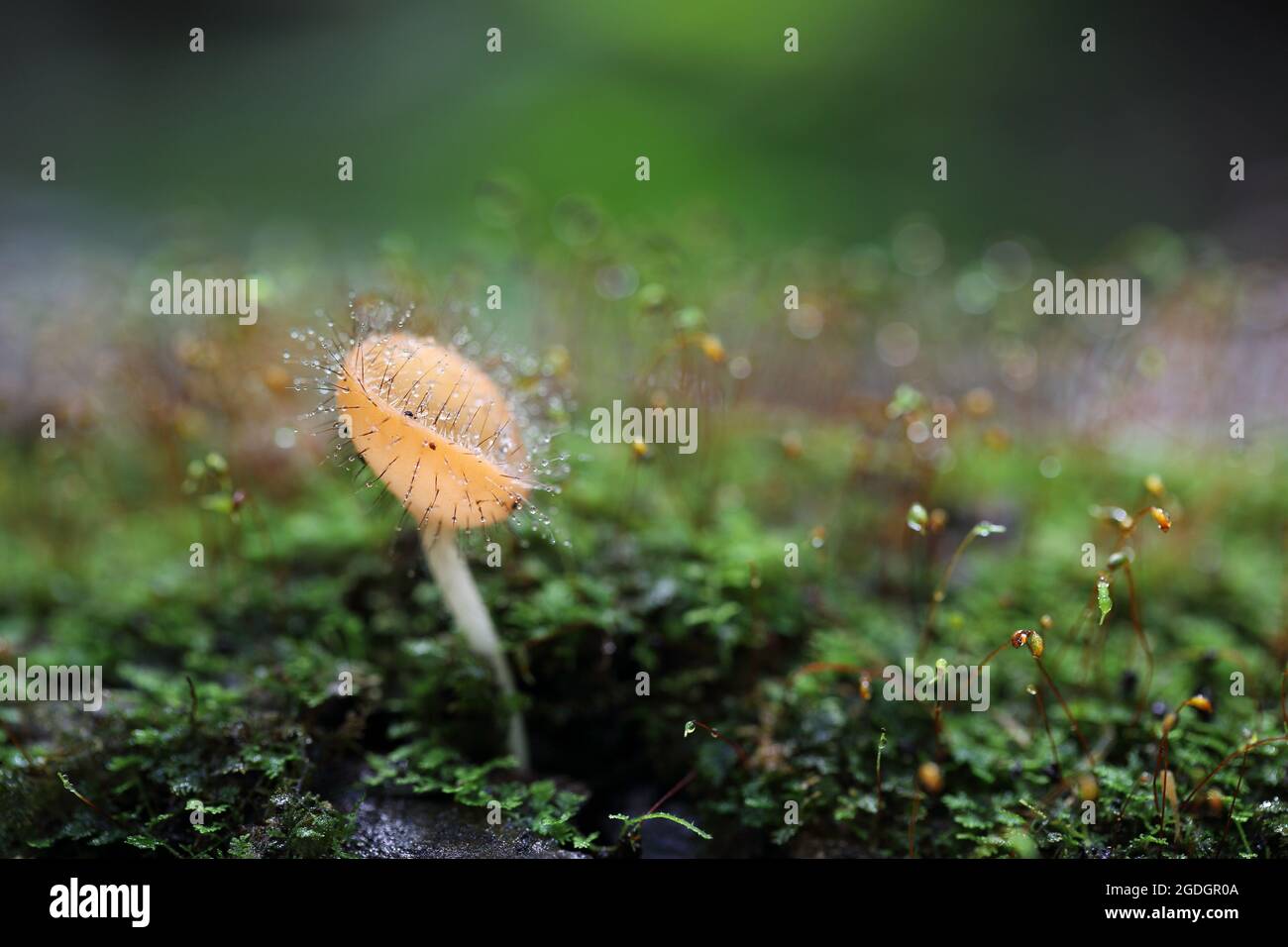 Cookeina sulcipes Fungi cup in close up Stock Photo