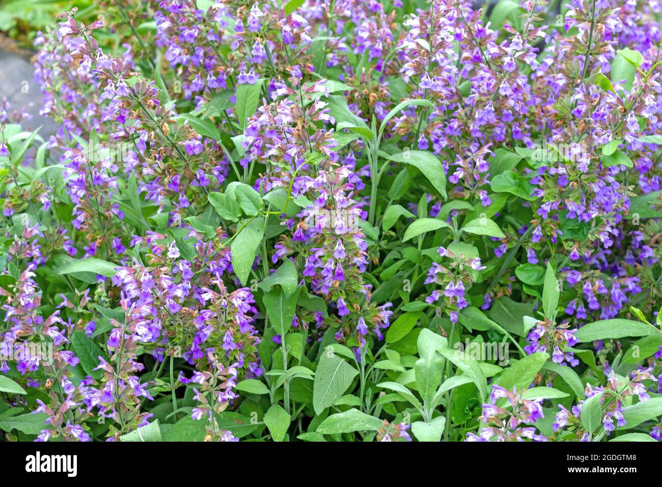 Sage plant (Salvia officinalis) in flower in a greenhouse. Stock Photo
