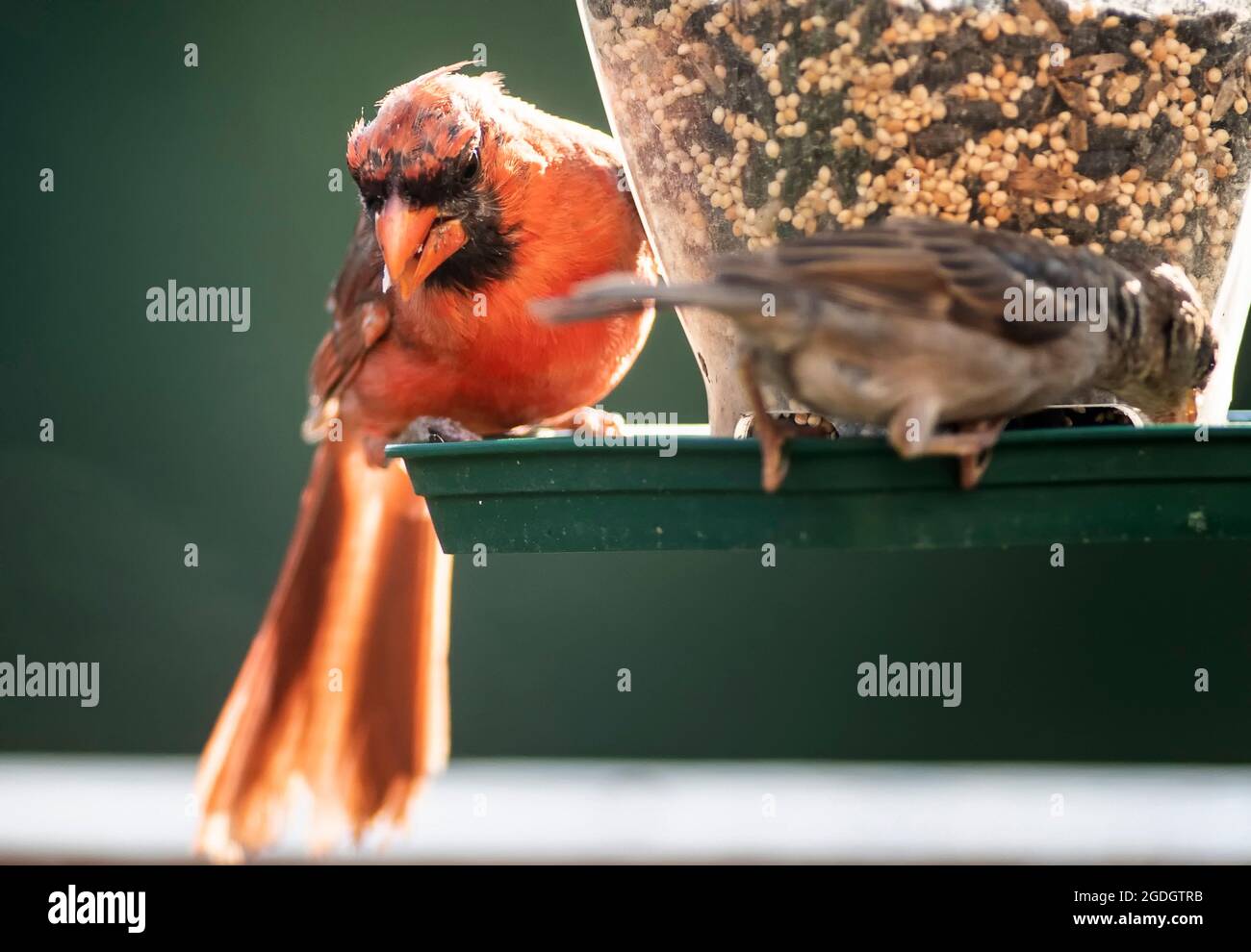 Molting Northern Cardinal on the backyard bird feeder Stock Photo Alamy