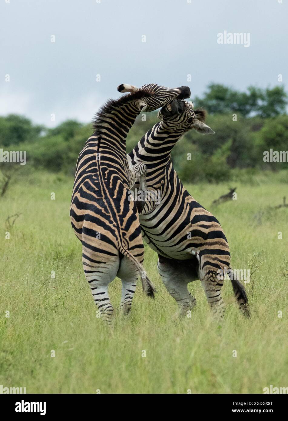 Zebras can deliver a nasty bite when in a fight situation. HOEDSPRUIT, SOUTH AFRICA: In one image, both zebras were captured reared up on their hind l Stock Photo