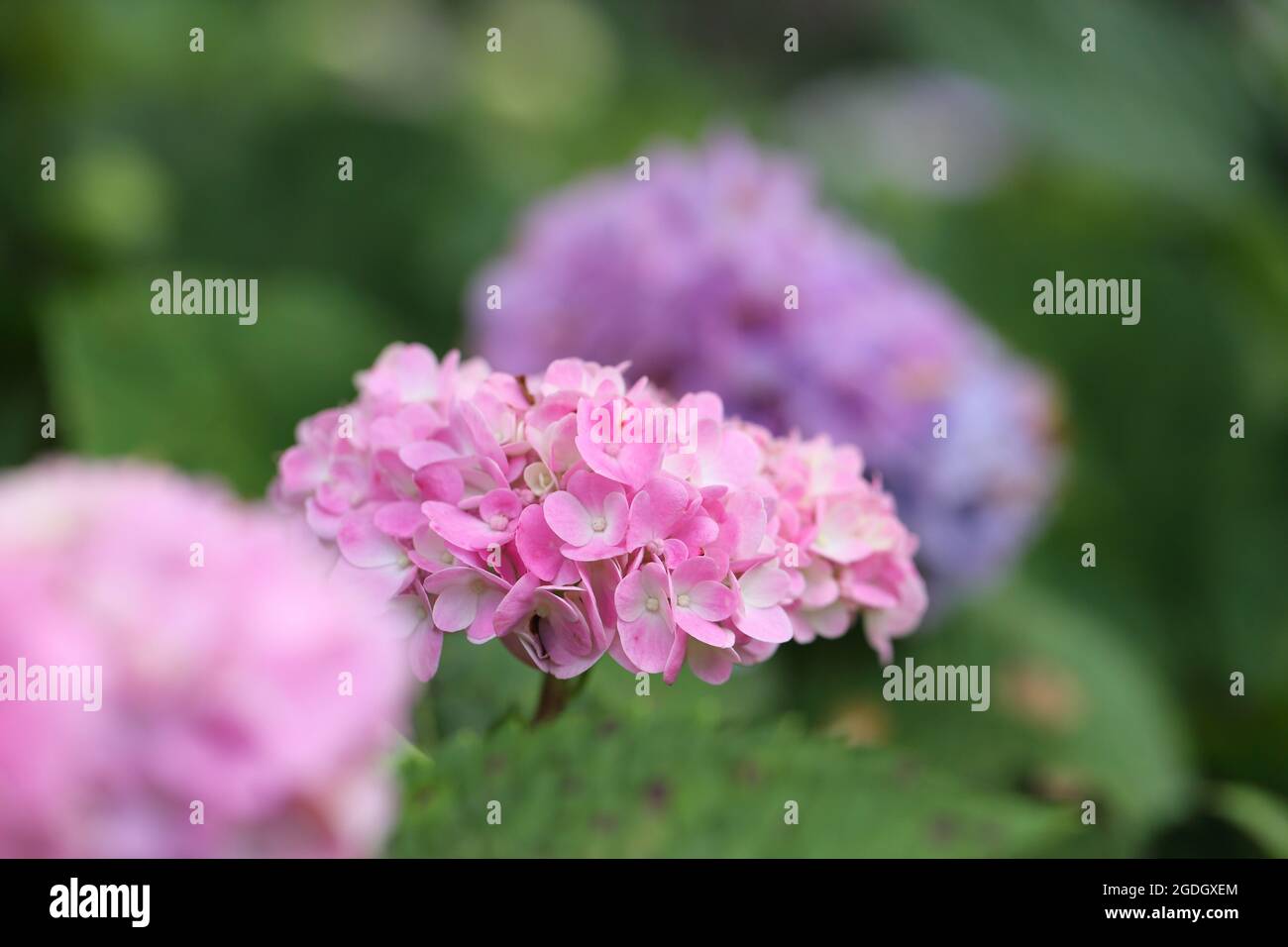 hydrangea flower in close up Stock Photo - Alamy