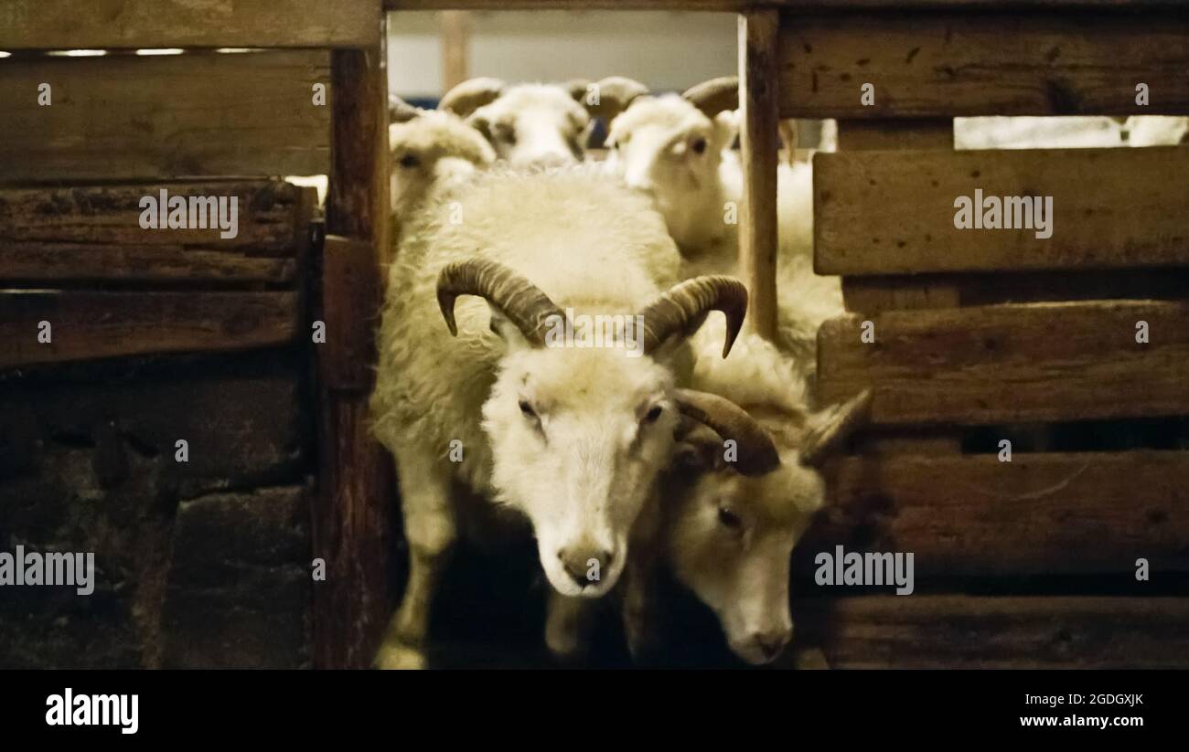 Iceland. A scene from the (C)A24 new film Lamb (2021). Plot A
