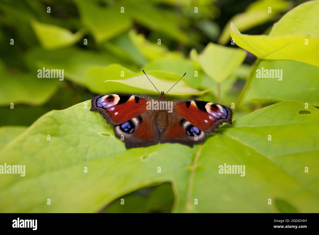 Peacock butterfly Stock Photo
