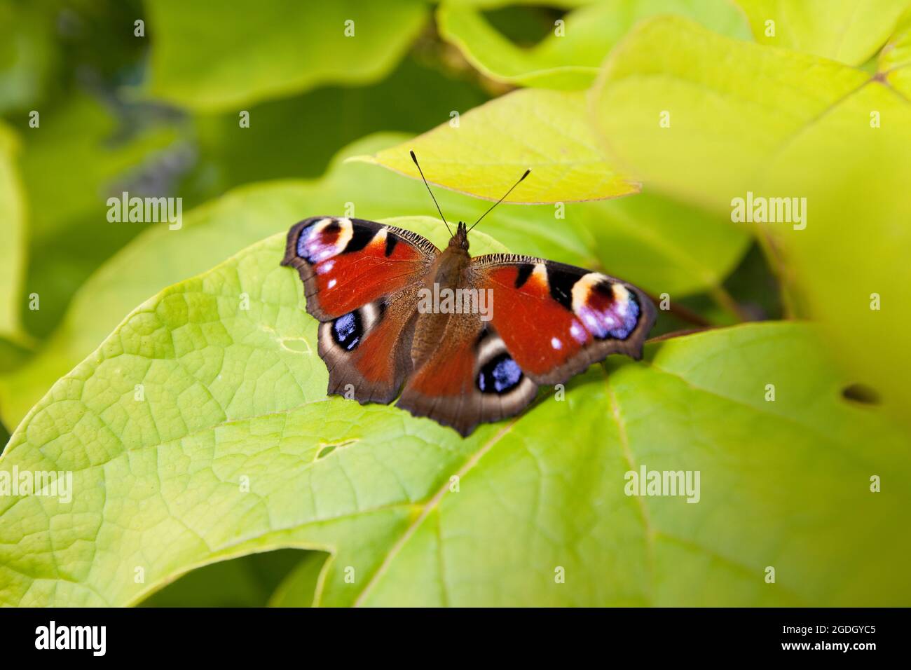 Peacock butterfly Stock Photo