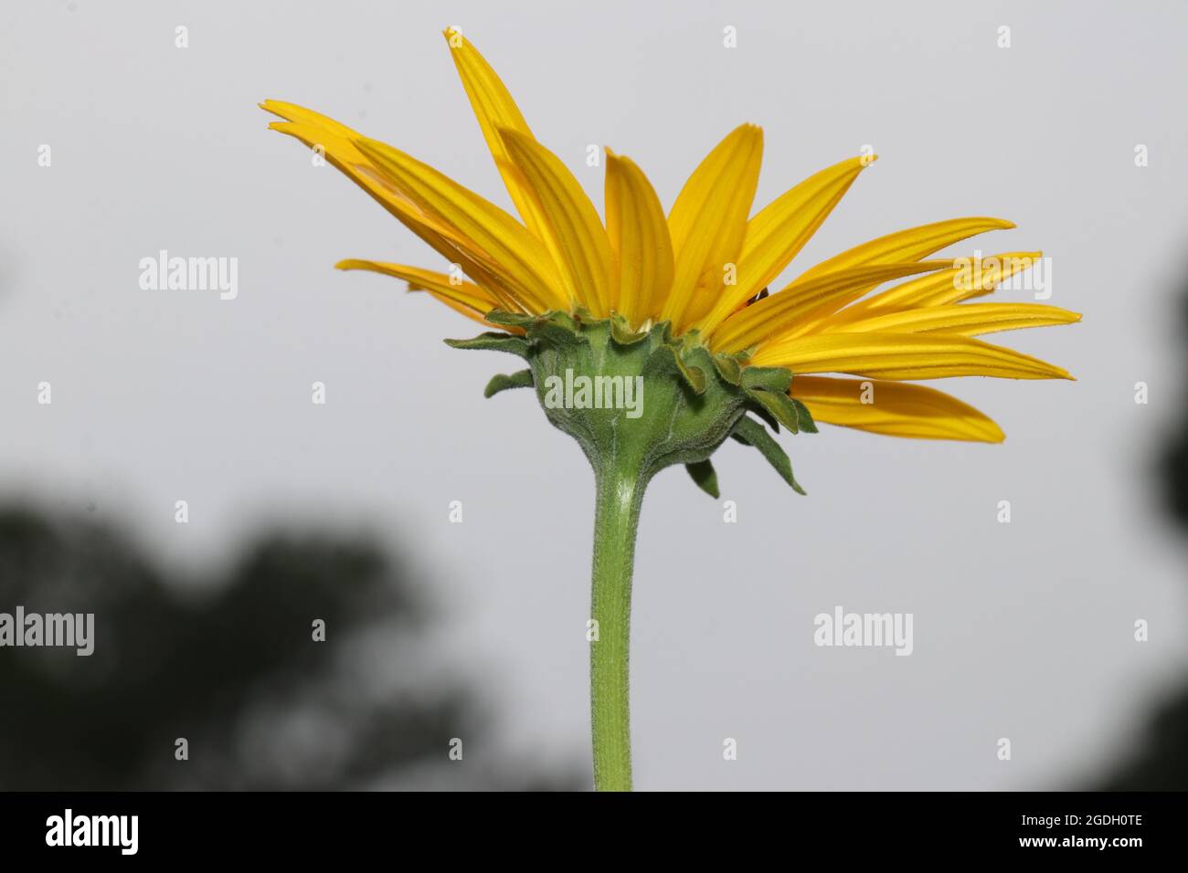 Underside view of flower (false sunflower or ox-eye) in Virginia with sky in background. Stock Photo