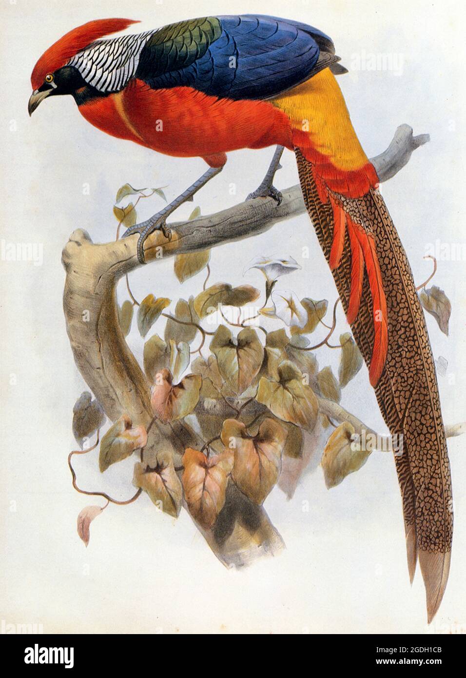 Vintage exotic bird illustration - Joseph Wolf and Joseph Smit - Hybrid pheasant Chrysolophus pictus × Chrysolophus amherstiae Stock Photo