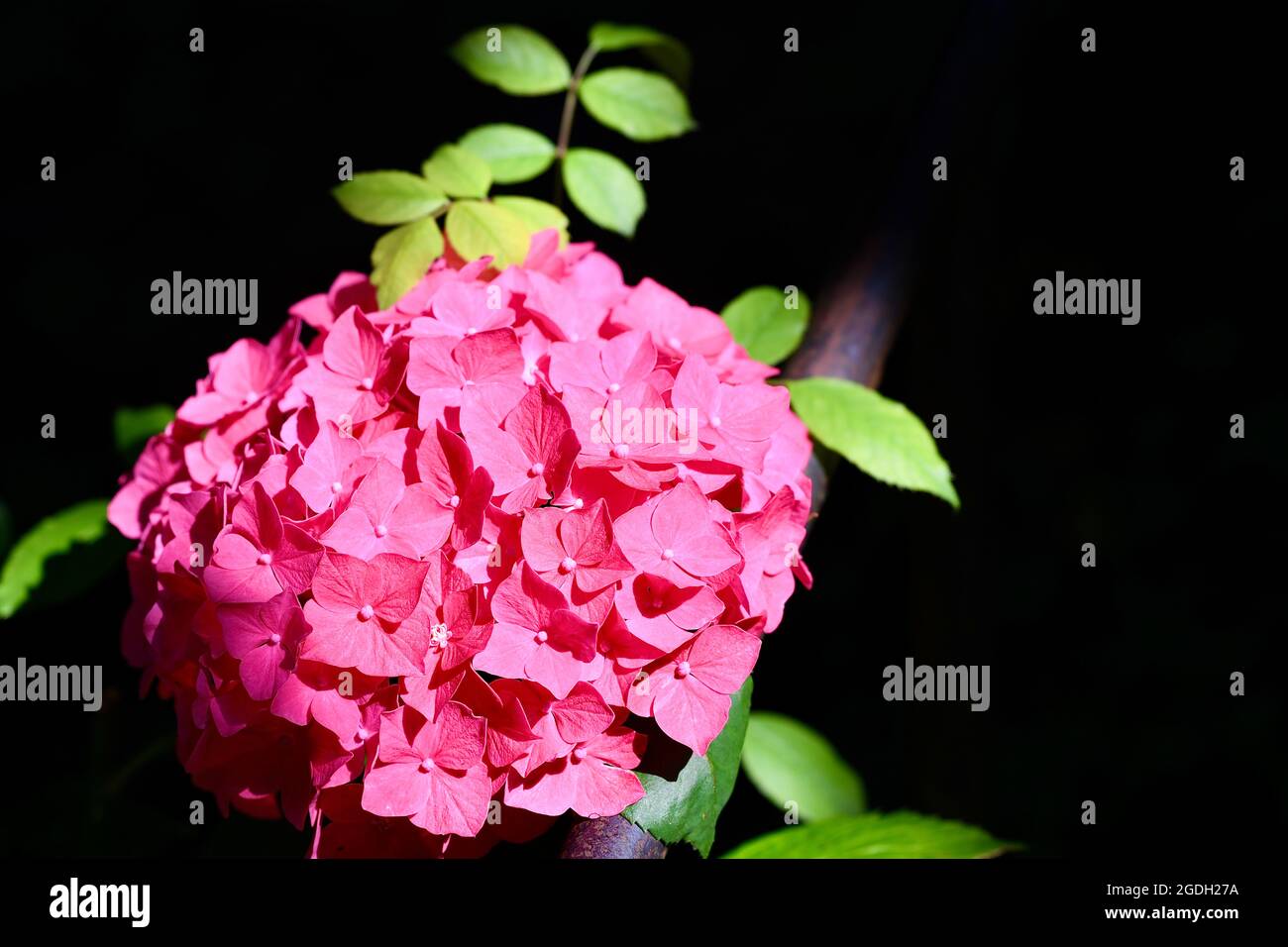 Hydrangea macrophylla - Herrliche rosarote Hortensienblüte Stock Photo