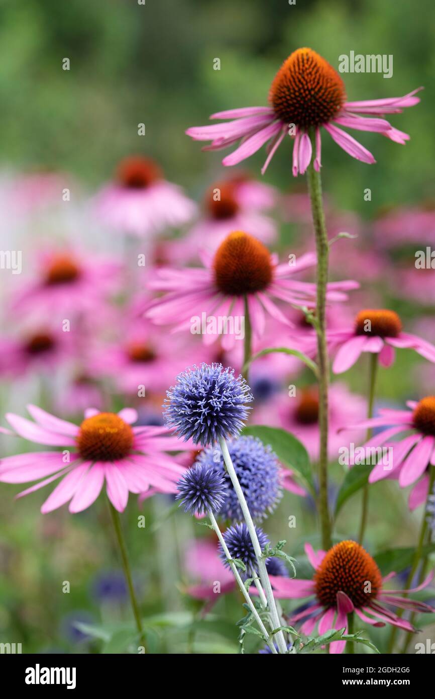 Echinops ritro 'Veitchs blue' and Echinacea purpurea. Globe thistle flowers and Coneflowers in