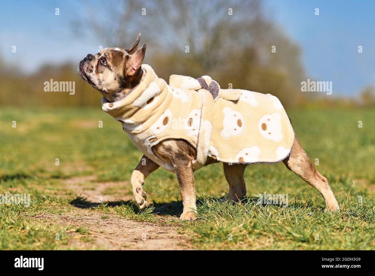 Young French Bulldog dogs wearing bathrobe made from fleece fabric to dry faster after swimming Stock Photo