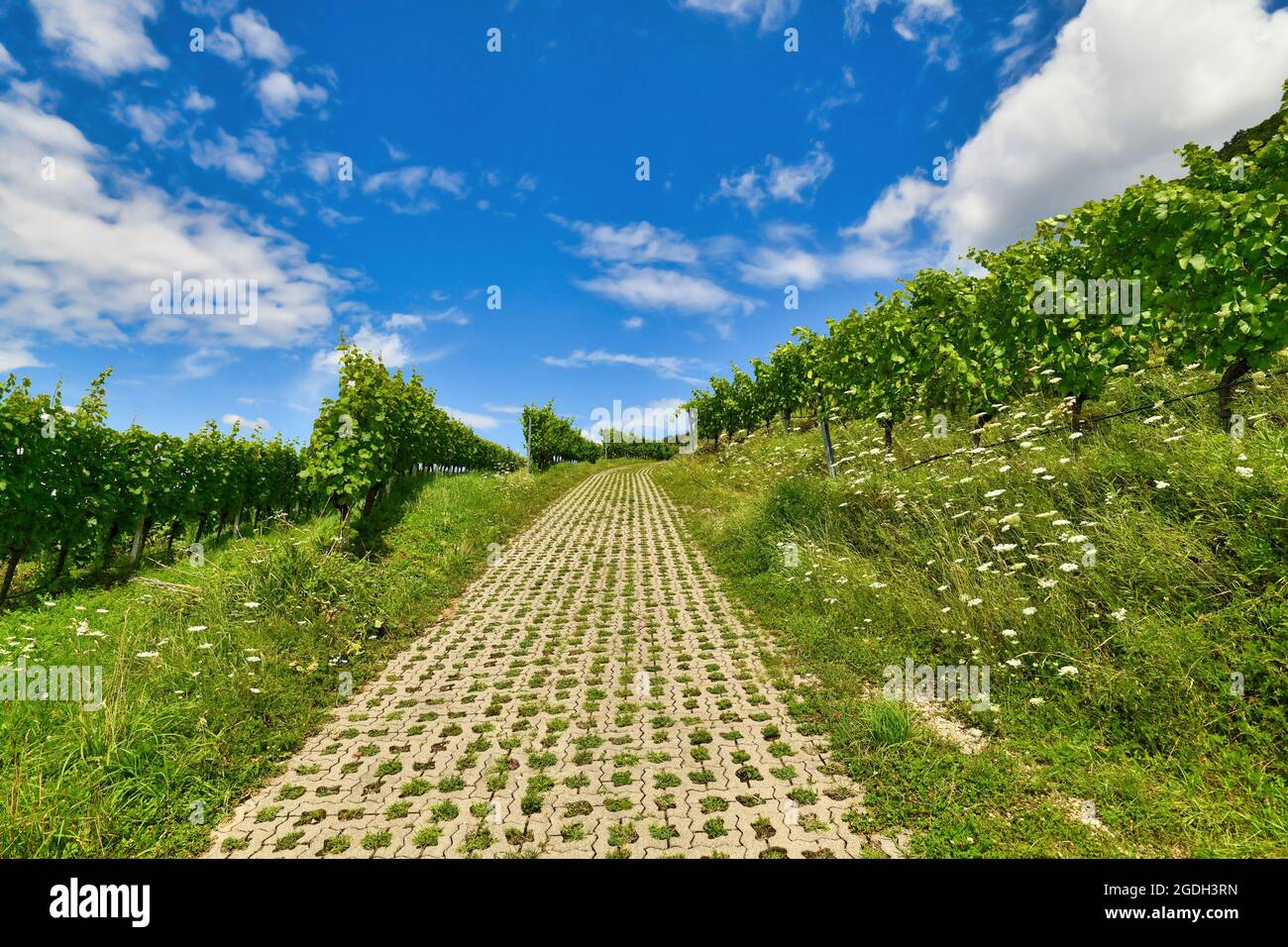 Path leading through grape vineyards growing up a hill in front of blue ...