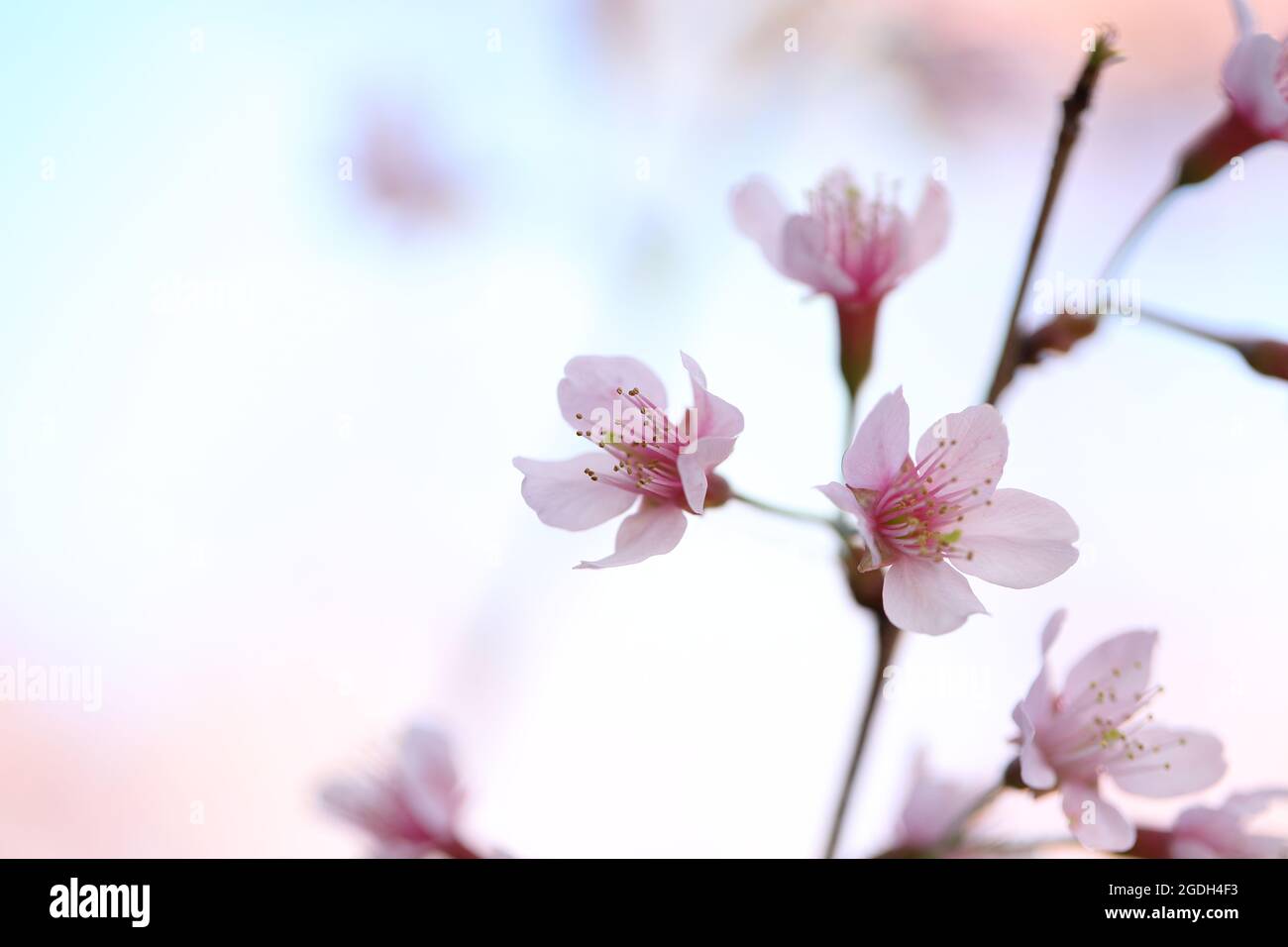 cherry blossoms , sakura flower in close up Stock Photo - Alamy