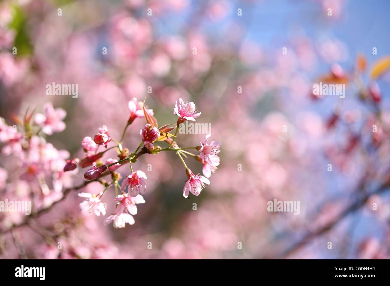 cherry blossoms , sakura flower in close up Stock Photo - Alamy
