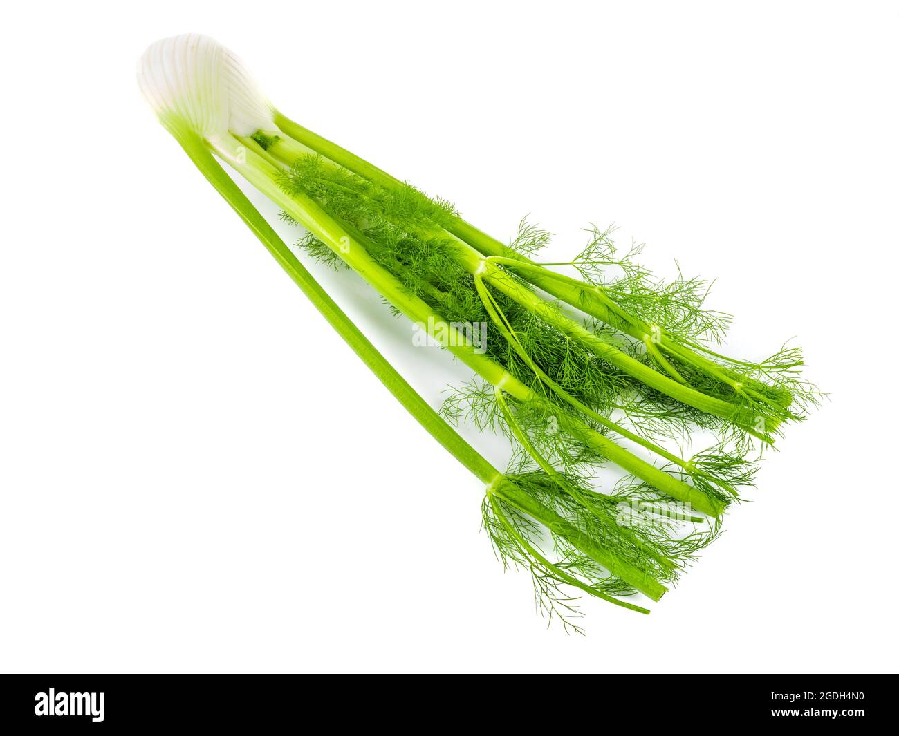 Isolated Stalk Celery. Fresh Stalk Celery on white background. Stock Photo
