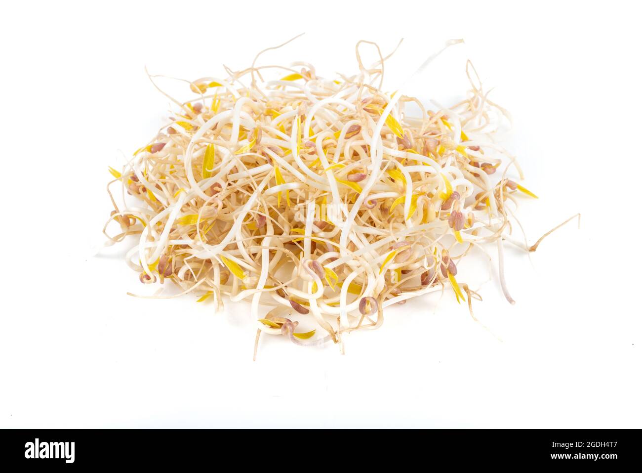 Isolated soybean sprouts. Soybean Sprouts on white background. Stock Photo