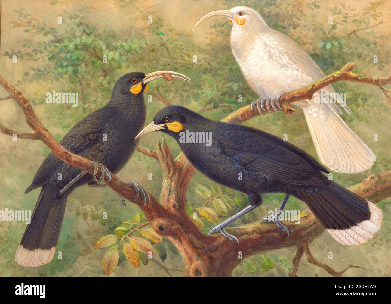 John Gerrard Keulemans vintage bird illustration - Three Huia (Heteralocha acutirostris) - circa 1900 Stock Photo