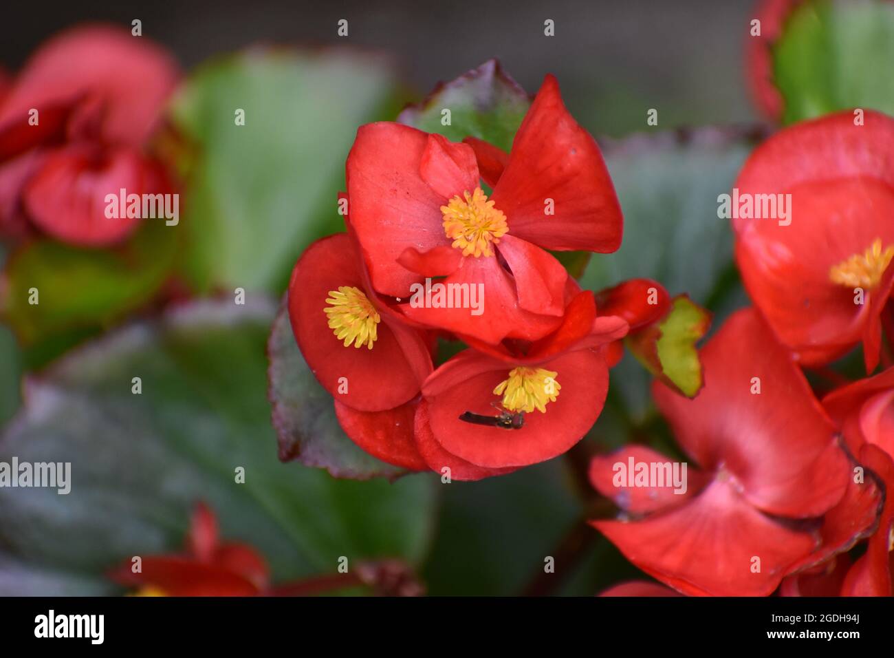 Red Begonia flowers Stock Photo