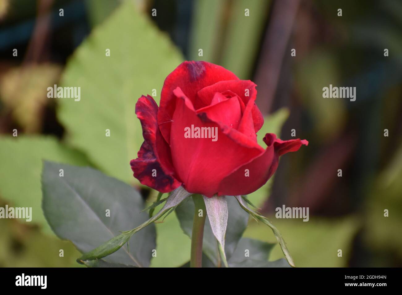 Red Rose in bloom Stock Photo