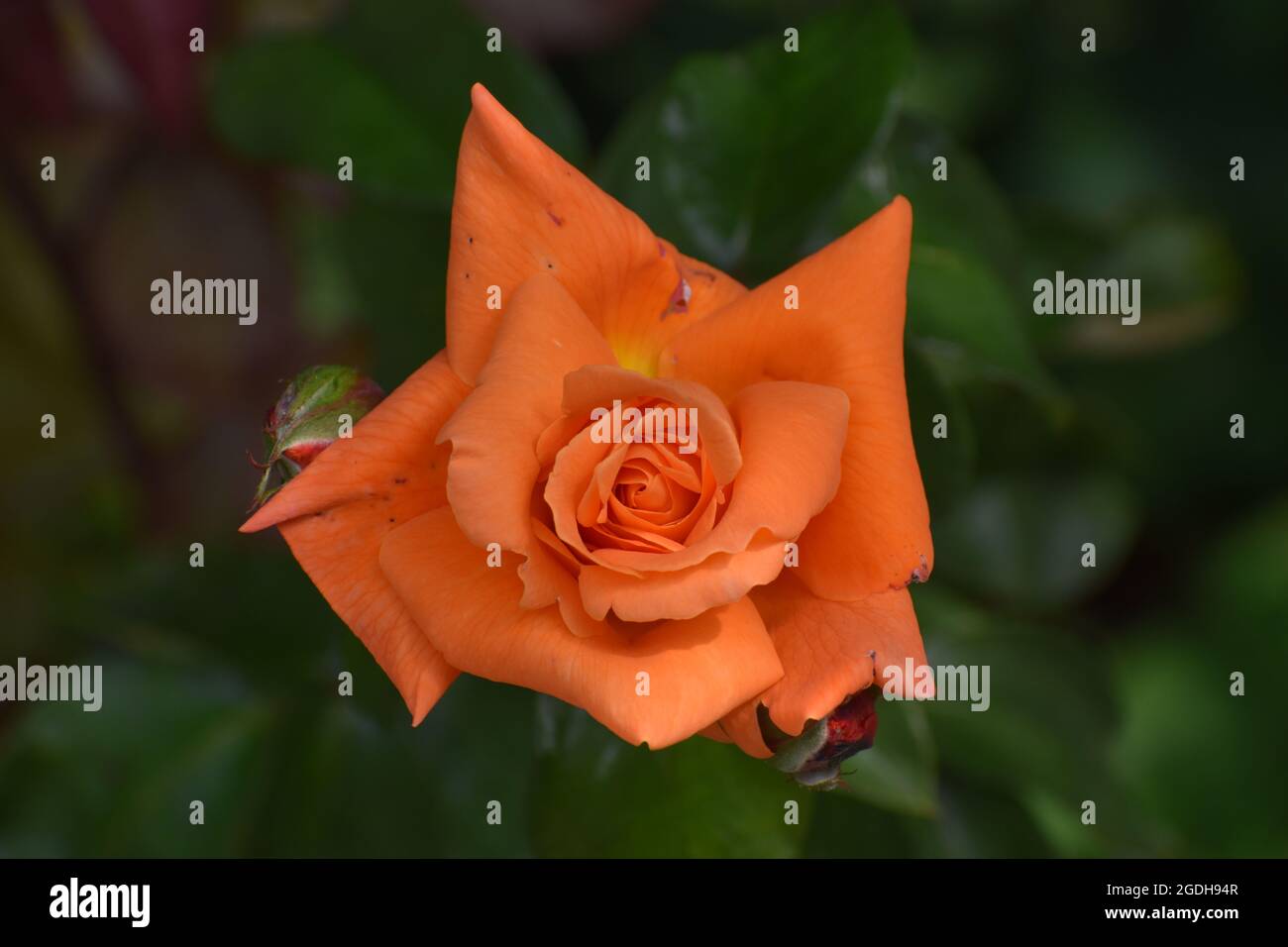 Tree of rose hi-res stock photography and images - Alamy