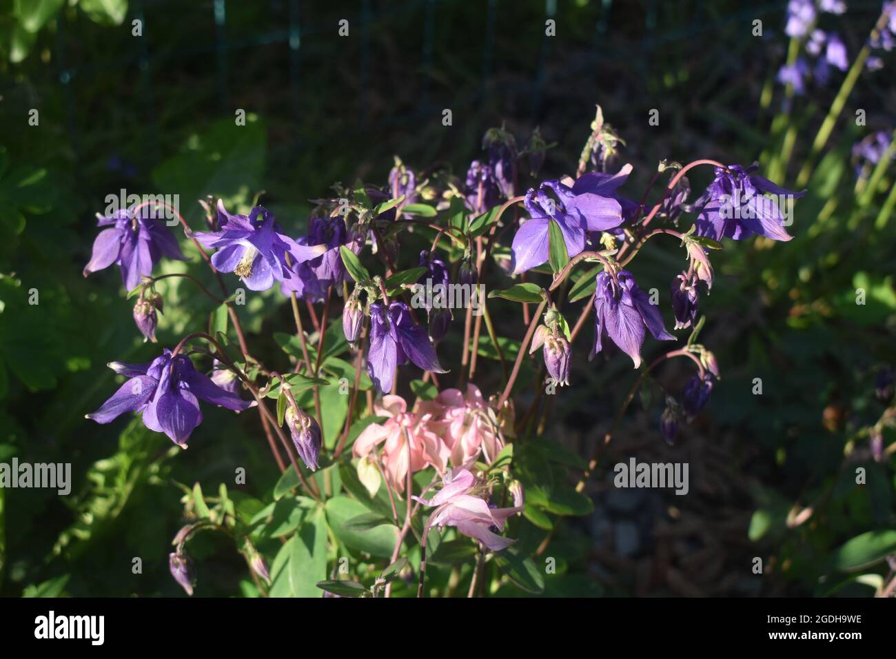 Blue flowers in bloom Stock Photo Alamy