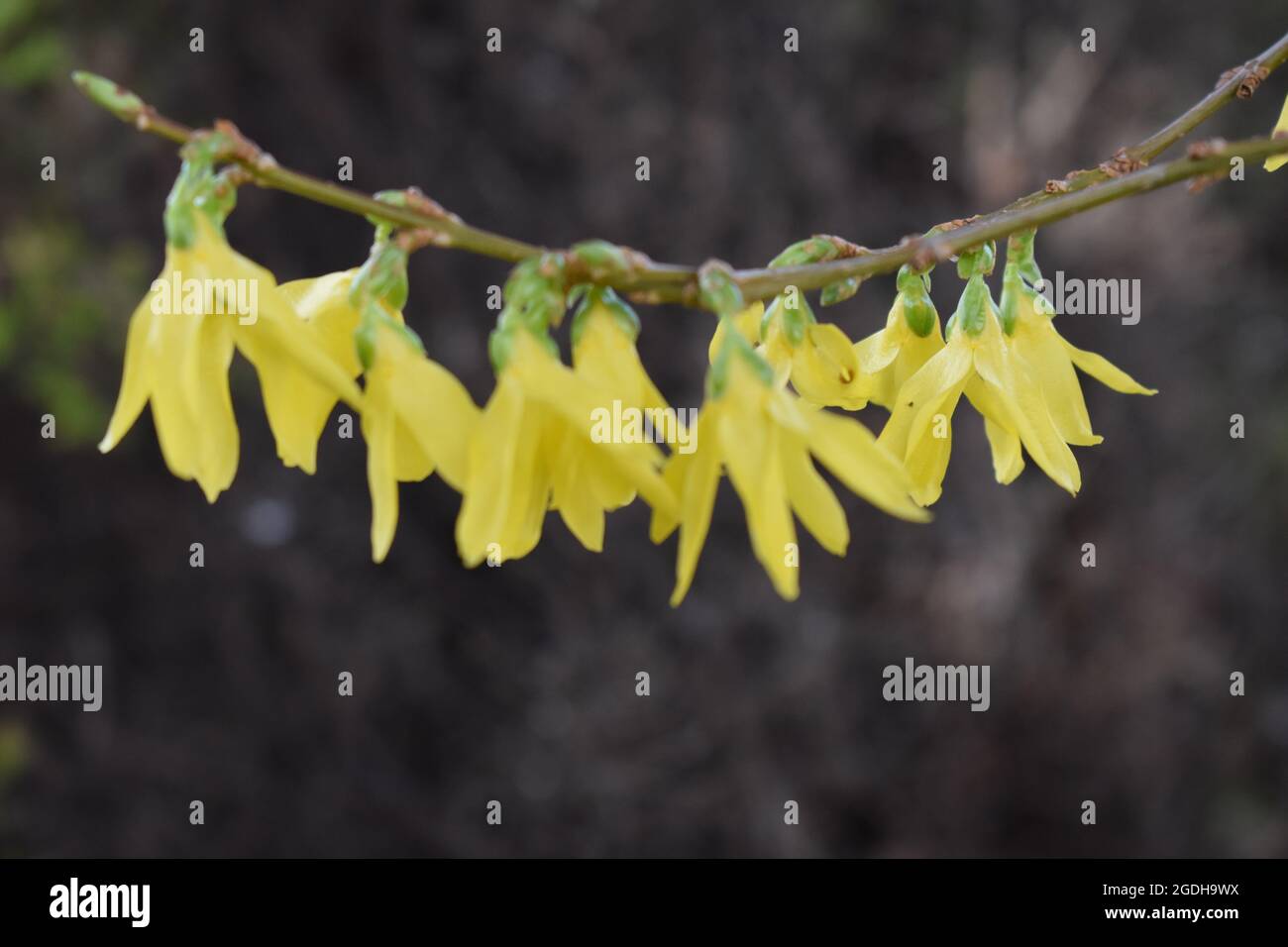 Yellow Forsythia in bloom Stock Photo