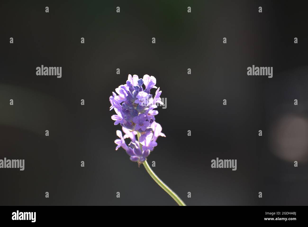 Lavender blue flower Stock Photo