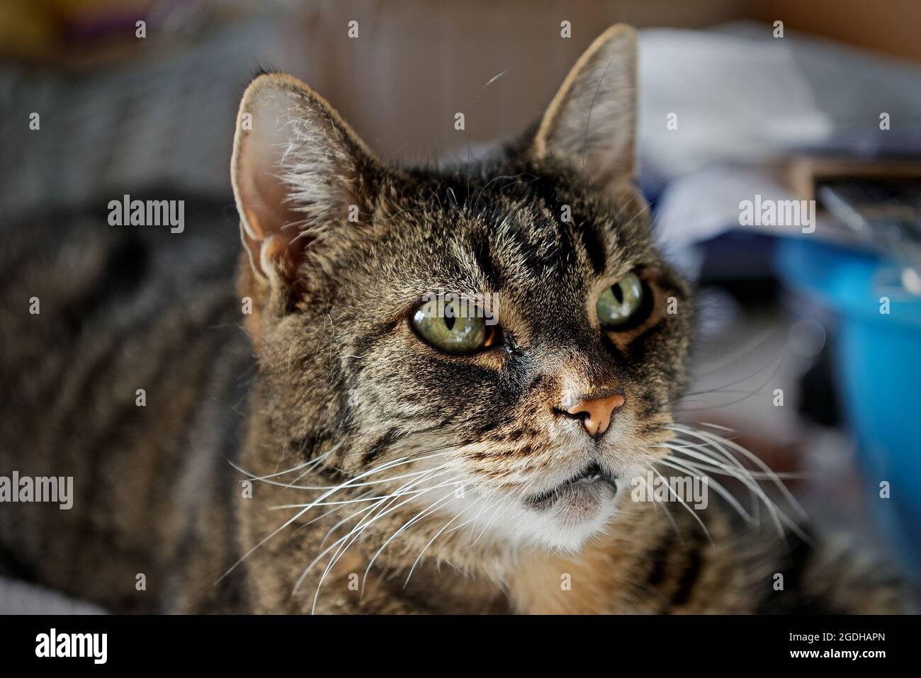 Close up portrait of a tabby cat Stock Photo - Alamy